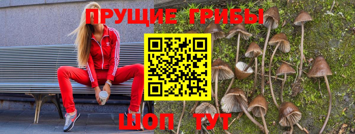 где можно купить   Псилоцибиновые грибы Psilocybe  Вход с VPN  Ржев 